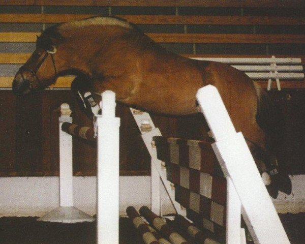 stallion Leander (Fjord Horse, 1991, from Fjellwin) stallion Leander (Fjord Horse, 1991, from Fjellwin)