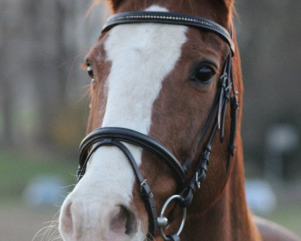 broodmare Cora (Zweibrücken, 1992, from Cadence Z)