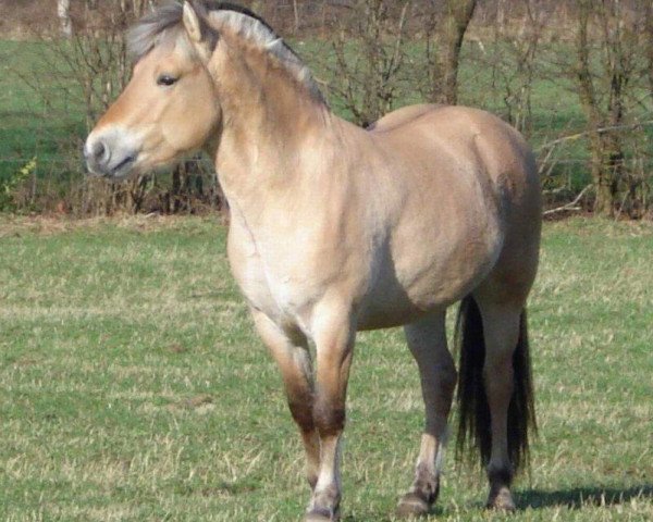 Springpferd Kavalier (Italienisches Warmblut, 2005, von Kastanjegårdens Hannibal)