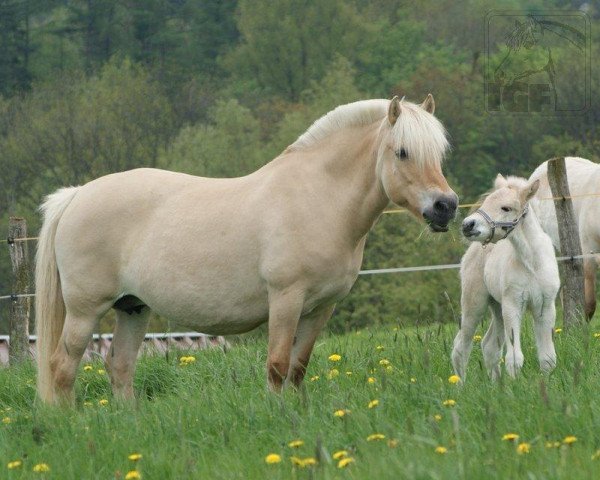 Zuchtstute Imke (Fjordpferd, 1993, von Illiano)