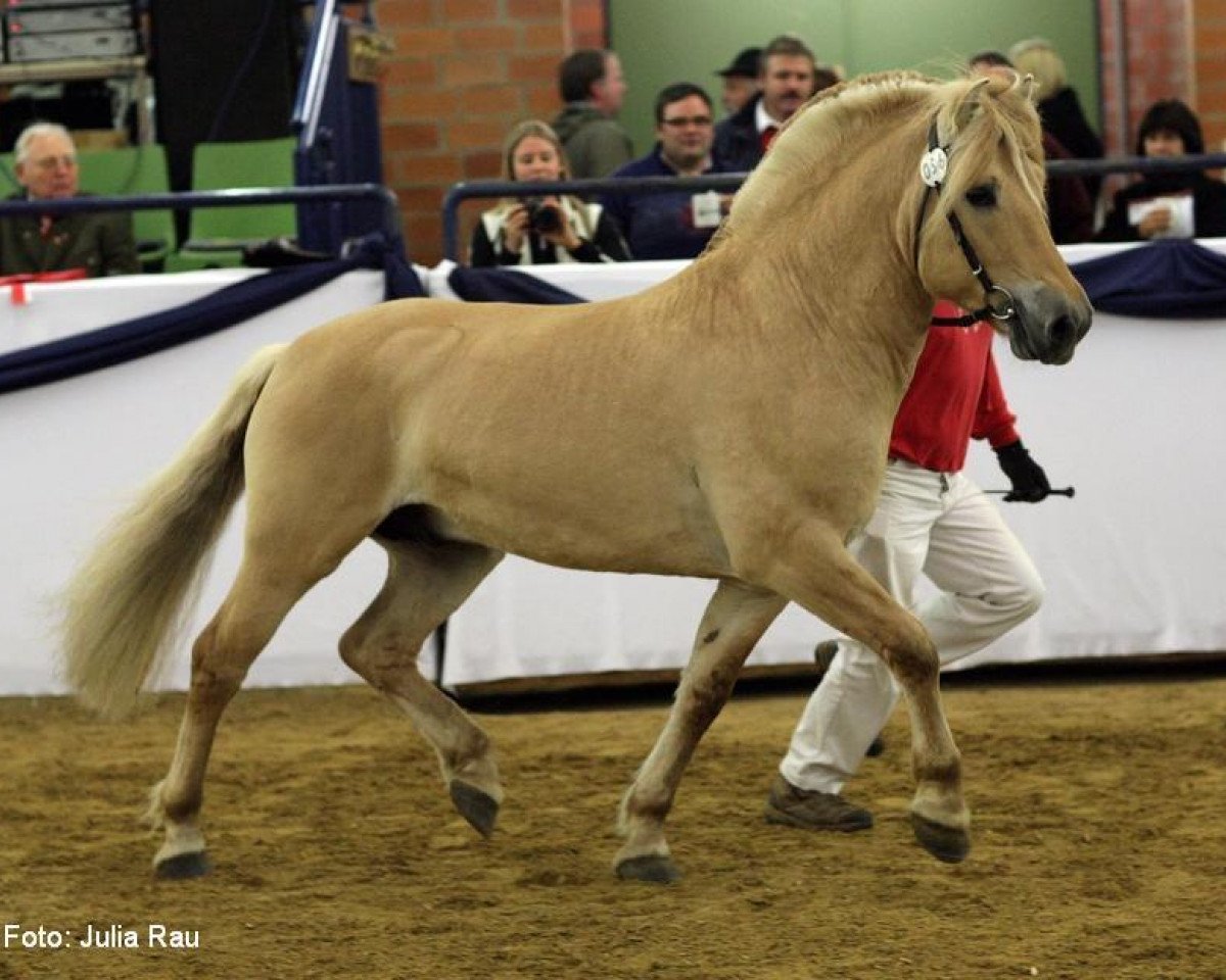 stallion Kelvin (Fjord Horse, 2003, from Kvest Halsnæs)