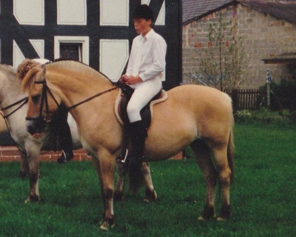 broodmare Rita (Fjord Horse, 1978, from Mirko) broodmare Rita (Fjord Horse, 1978, from Mirko)