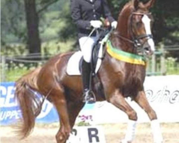 stallion Dicello (Zweibrücken, 2006, from Dacaprio)