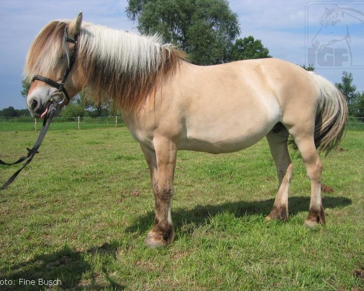 broodmare Julischka (Fjord Horse, 1996, from Rådar N.1989)