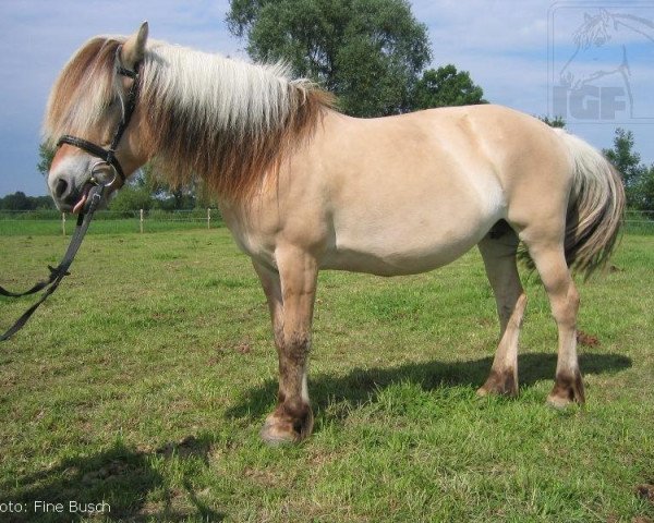 broodmare Julischka (Fjord Horse, 1996, from Rådar N.1989)