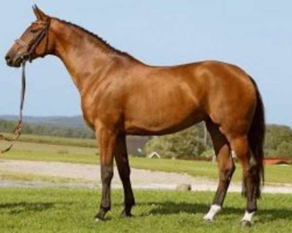 horse Loreen M (Oldenburg, 2000, from Lord Sinclair I) horse Loreen M (Oldenburg, 2000, from Lord Sinclair I)