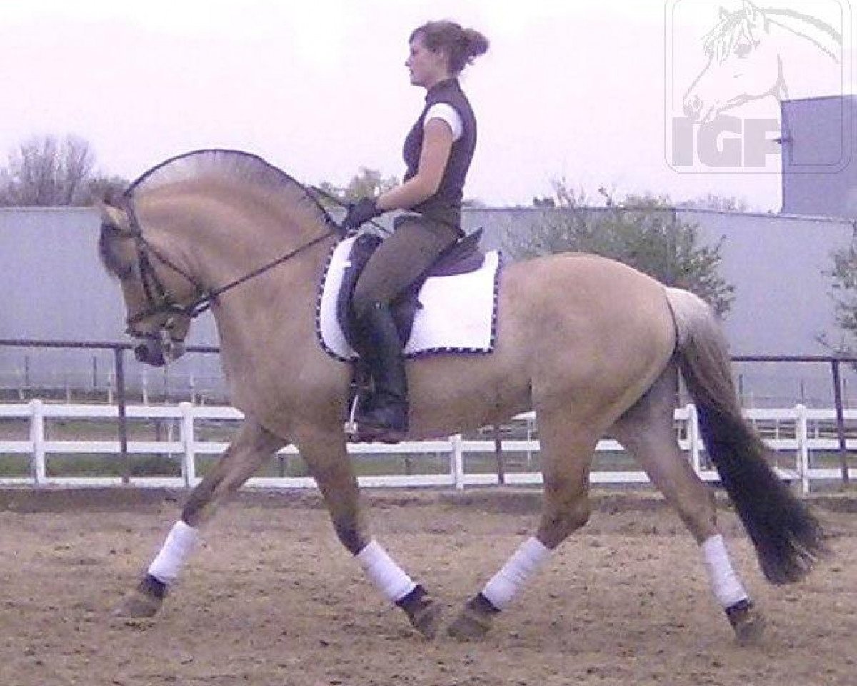 stallion Jeronimo (Fjord Horse, 1997, from Jöran)