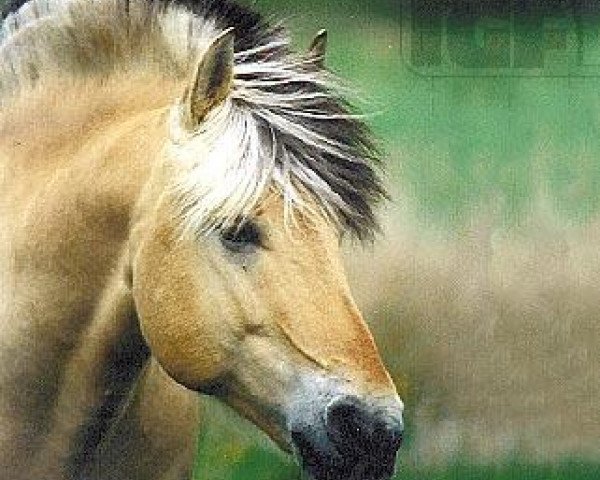 stallion Jokke (Fjord Horse, 1989, from Jon Halsnæs) stallion Jokke (Fjord Horse, 1989, from Jon Halsnæs)