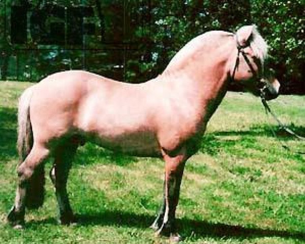 horse Igor (Fjord Horse, 1990, from Illiano)