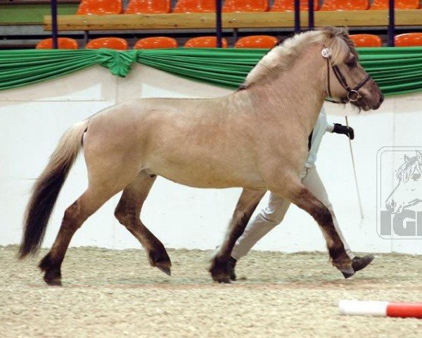 Pferd Iloy (Fjordpferd, 2005, von Isidor) Pferd Iloy (Fjordpferd, 2005, von Isidor)