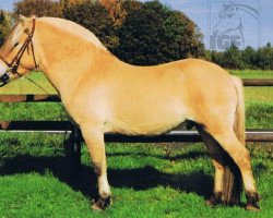 stallion Irwin (Fjord Horse, 1995, from Igor)