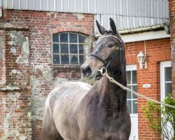 broodmare Kalisa QP (Holsteiner, 2017, from Adagio de Talma)