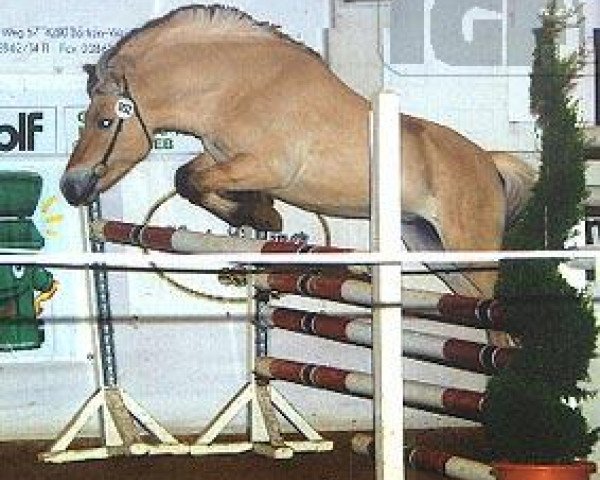 stallion Havik IV (Fjord Horse, 2002, from Haavard)