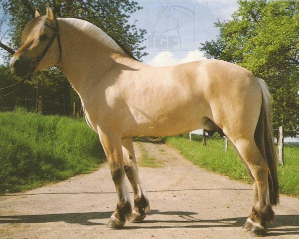 stallion Hedegardens Pascal (Fjord Horse, 1991, from Plutonikk) stallion Hedegardens Pascal (Fjord Horse, 1991, from Plutonikk)
