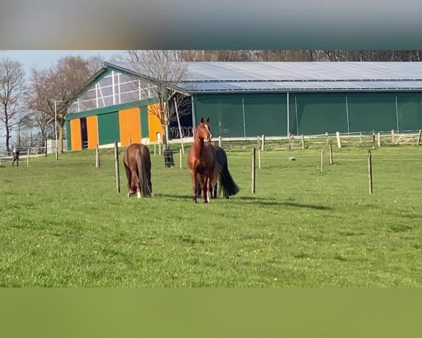 Video von Angie