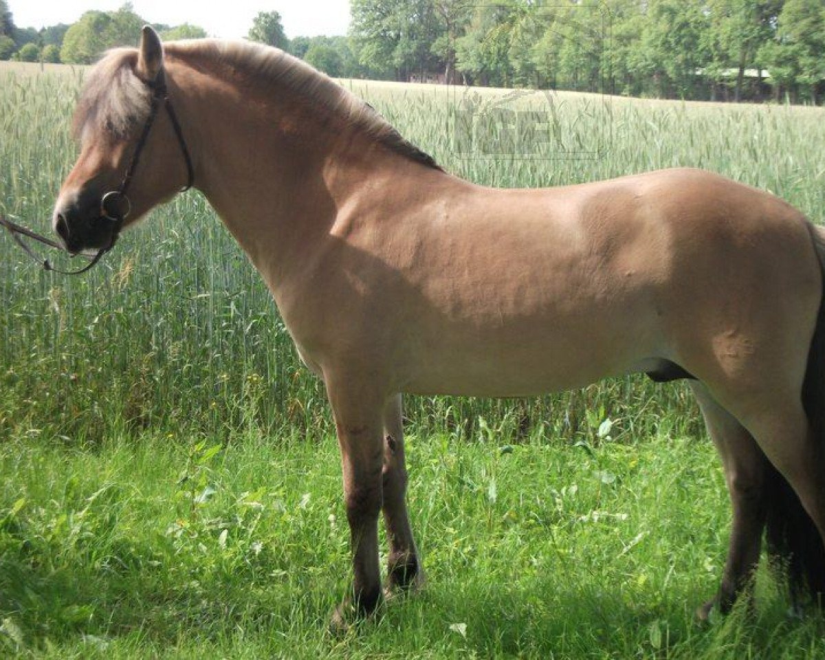 stallion Hjellsohn (Fjord Horse, 2007, from Hjell)
