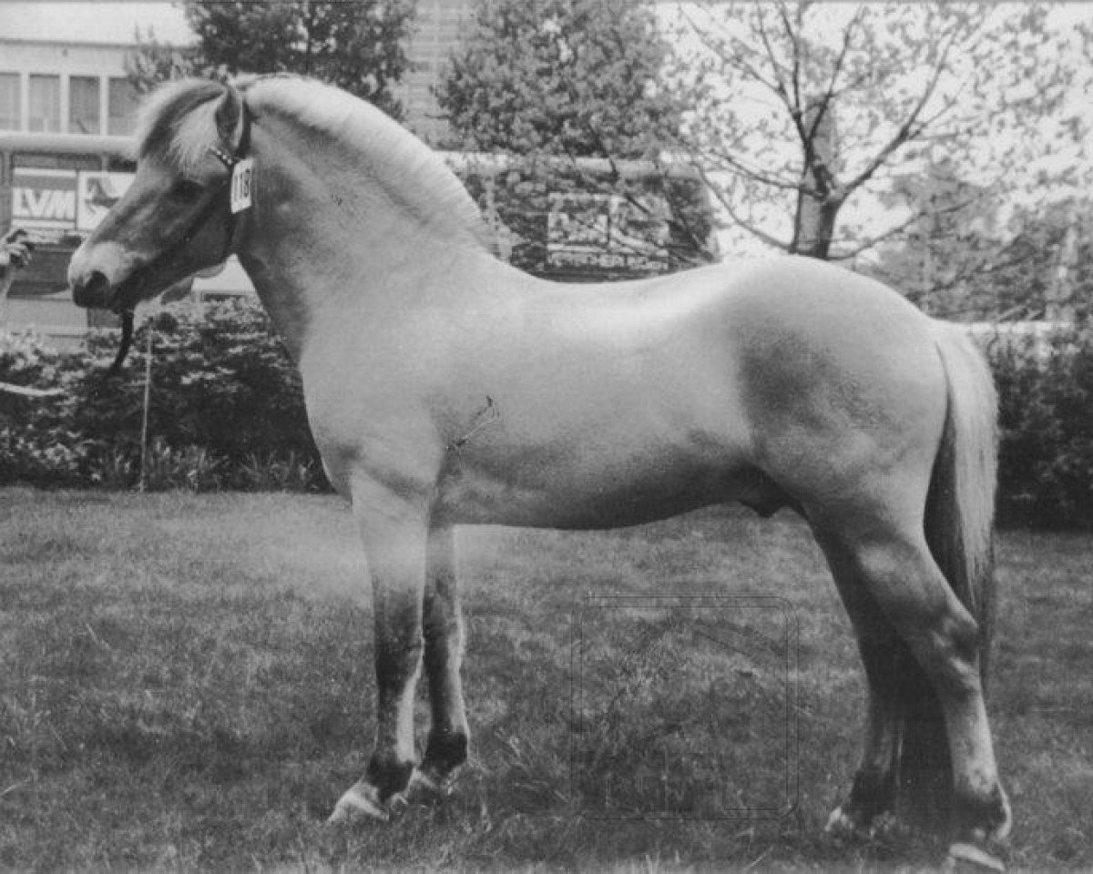 stallion Harry F 107 (Fjord Horse, 1973, from Heino F 78)