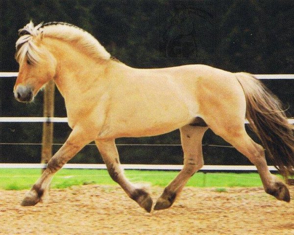 stallion Holunder (Fjord Horse, 1983, from Heino F 78)