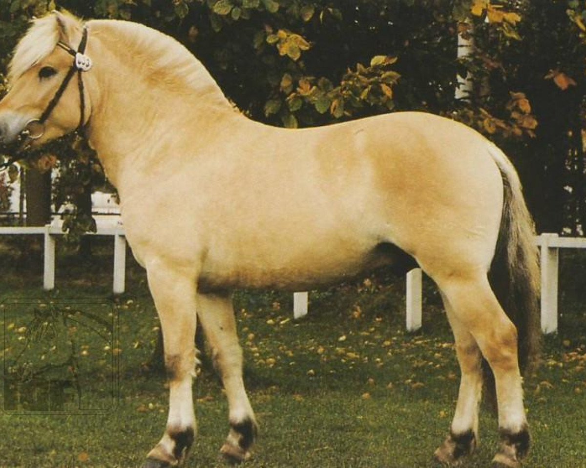 Stallion Hoptrup Jarl (Fjord horse, 1996, from Orion Halsnæs)