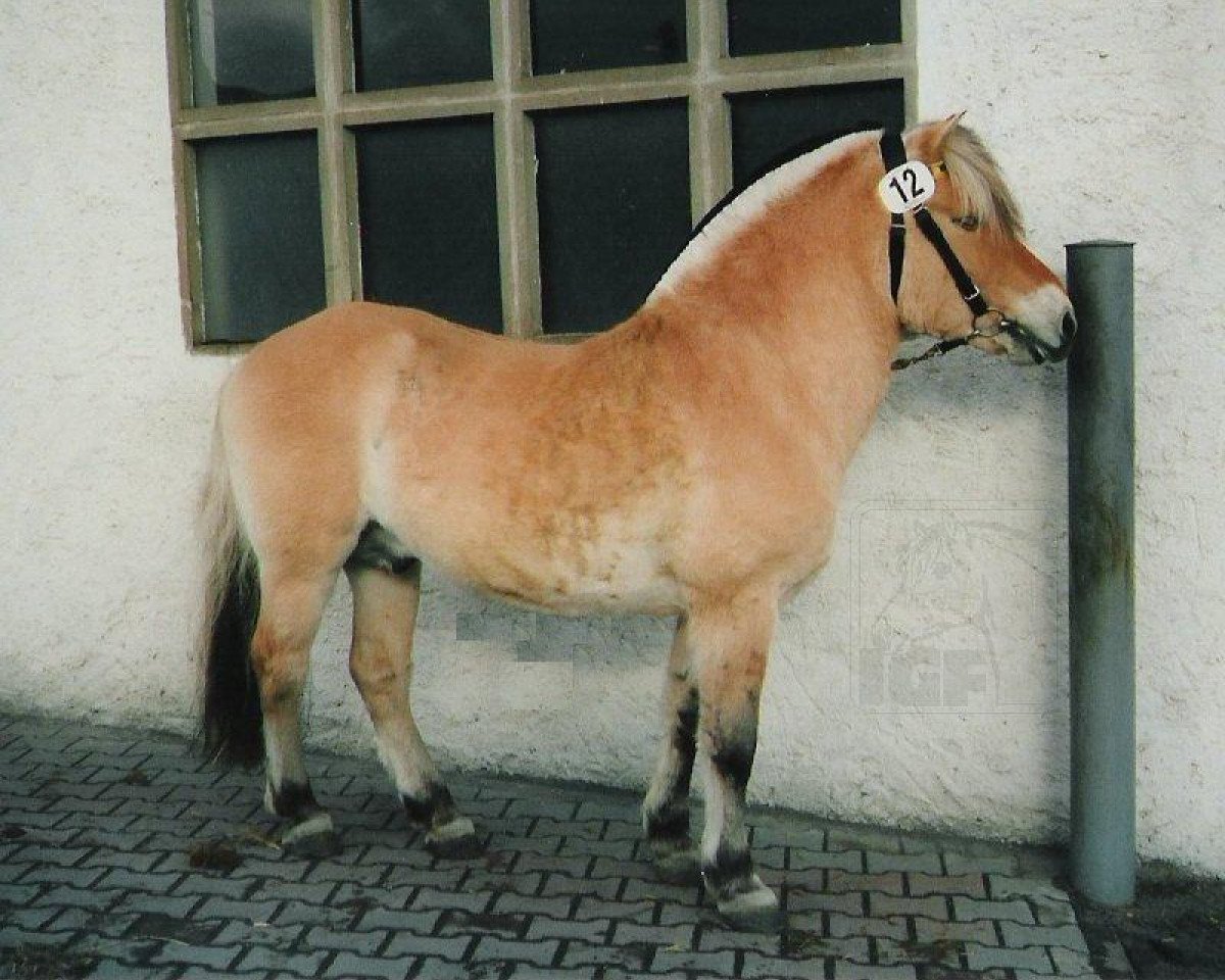 stallion Helmar (Fjord Horse, 1977, from Heino F 78)