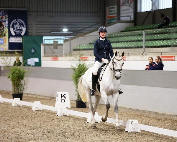 jumper Greycy 2 (Hanoverian, 2016, from Grey Top)