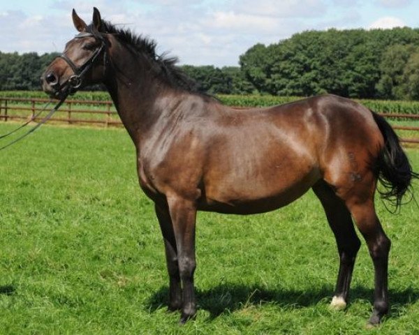 Zuchtstute Penelope (Oldenburger, 2004, von Laudabilis)