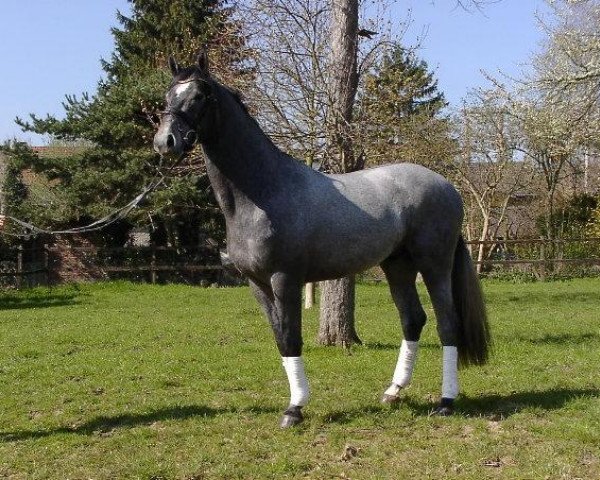 Pferd Camelot 66 (Rheinländer, 1999, von Contago)