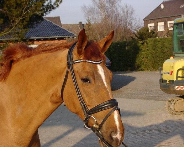 Pferd Wolkenstern 8 (Hannoveraner, 1999, von Wolkentanz I)
