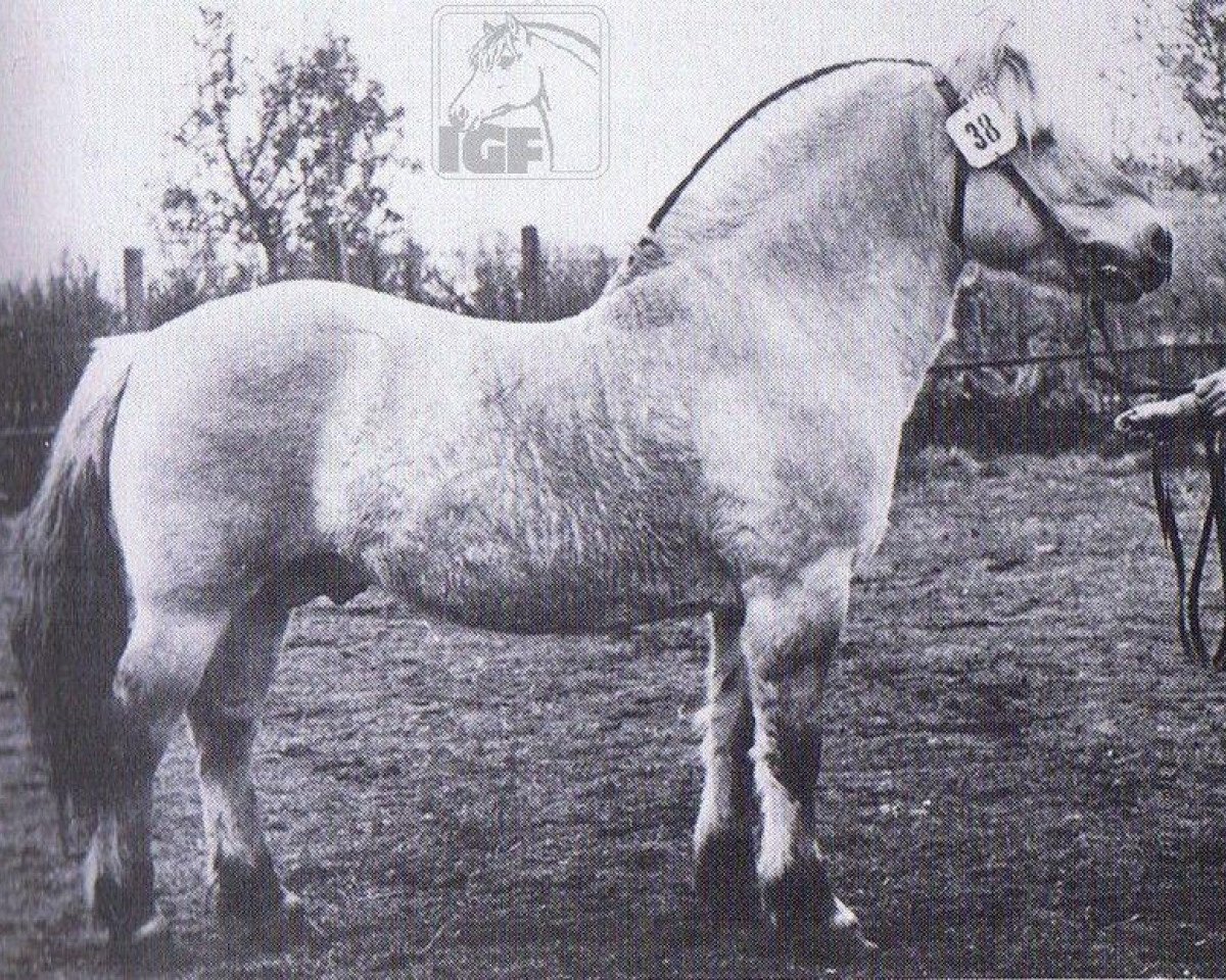 stallion Asle K 581 (Fjord Horse,  , from Atle N.973)