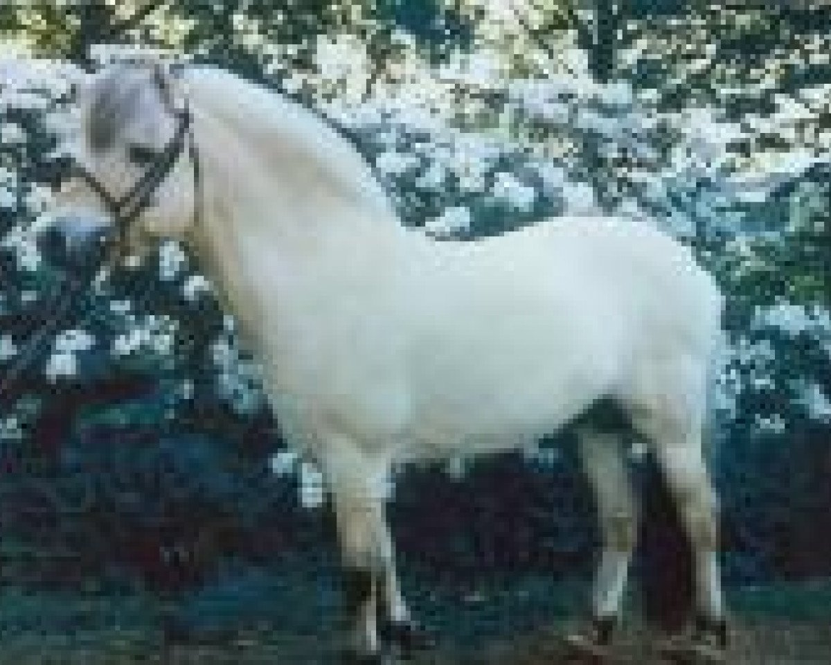 Deckhengst Kalif (Fjordpferd, 1989, von Stendis Ravn)