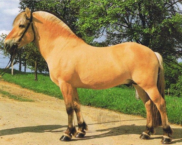 stallion Haavard (Fjord Horse, 1983, from Hallodri) stallion Haavard (Fjord Horse, 1983, from Hallodri)