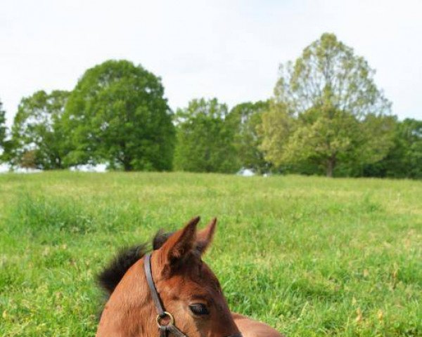 horse Stute von Curlin xx (Thoroughbred, 2021, from Curlin xx)