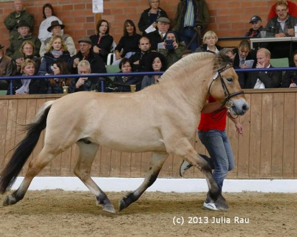 stallion Djevin (Fjord Horse, 2009, from Dexter)