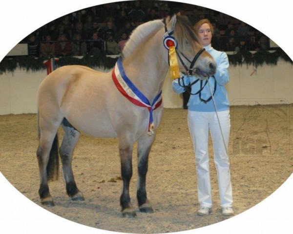 Pferd Don Kjærgaard (Fjordpferd, 2003, von Golf Gudenå)