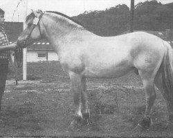 stallion Dorian F 101 (Fjord Horse, 1972, from Draublakken F (HE) 75)
