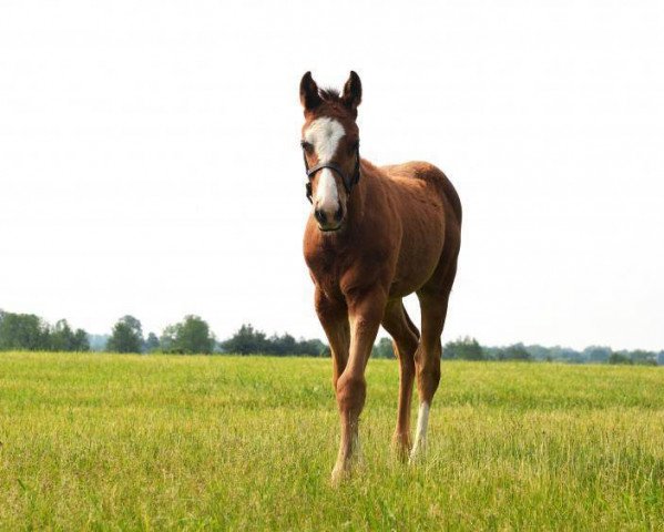 horse Hengst von Into Mischief xx (Thoroughbred, 2021, from Into Mischief xx)