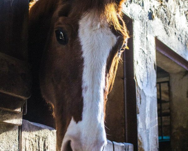 horse Moritz (Württemberger, 1995, from Lanthano)