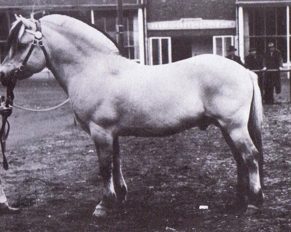 stallion Ludar N.1504 (Fjord Horse, 1950, from Solbu N.1231)