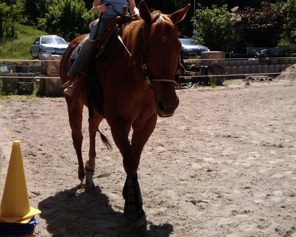 broodmare La Chica O Lena (Quarter Horse, 1998, from Olena San Badger)