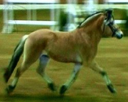 jumper Dragoner (Fjord Horse, 2005, from Don)