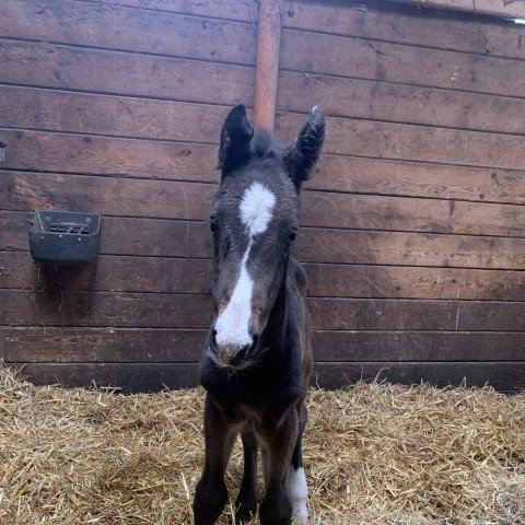 horse Royal Makani (Oldenburg, 2022, from Royal Doruto OLD)