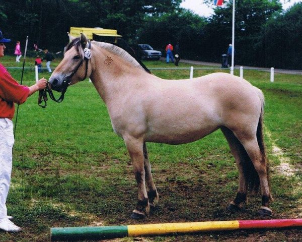 Zuchtstute Gjöra (Fjordpferd, 1991, von Rei Romanow)