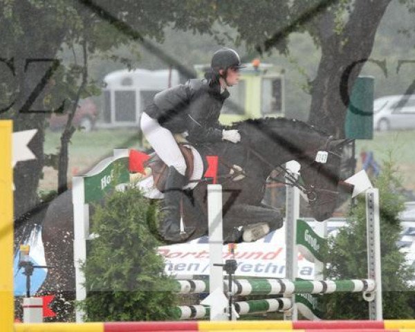 Springpferd Wilsberg 5 (Westfale, 2006, von Wessex)