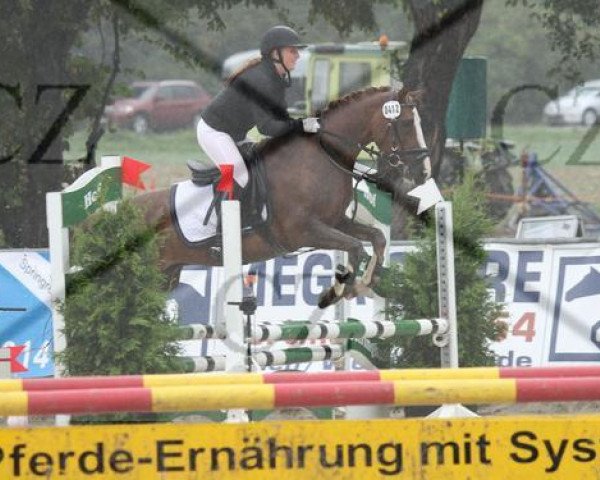 dressage horse Dondolo 105 (German Riding Pony, 1993, from Durello)