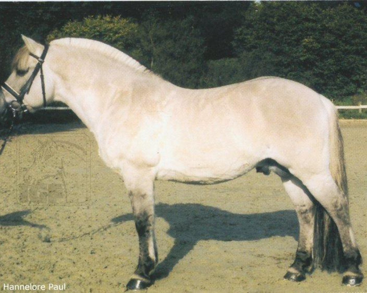 stallion Eric (Fjord Horse, 1989, from Enno)
