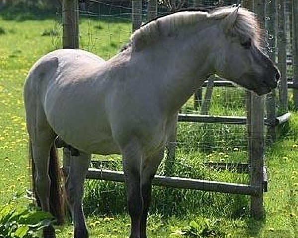 stallion Illiano (Fjord Horse, 1985, from Imre)