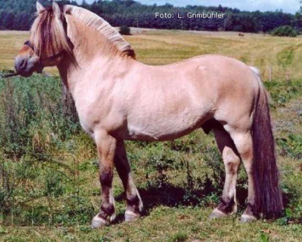Deckhengst Ørjar N.2623 (Fjordpferd, 1993, von Rådar N.1989)