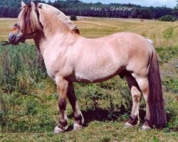 stallion Ørjar N.2623 (Fjord Horse, 1993, from Rådar N.1989)