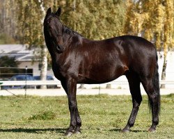 Cavallo da salto Brand (Cavallo Warmblood Polacco, 2009)