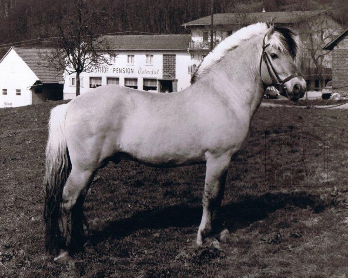 Deckhengst Heino F 78 (Fjordpferd, 1969, von Hjalmar 36)